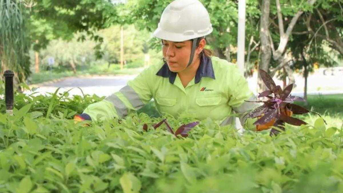 Proyecto de jardines polinizadores